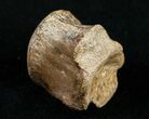 Champsosaurus Vertebrae (Cretaceous Reptile) #10832-1